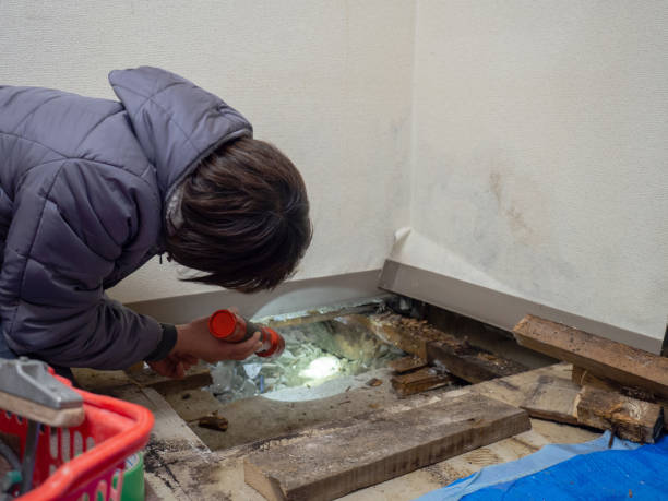 Best Dehumidification Services  in Star, ID