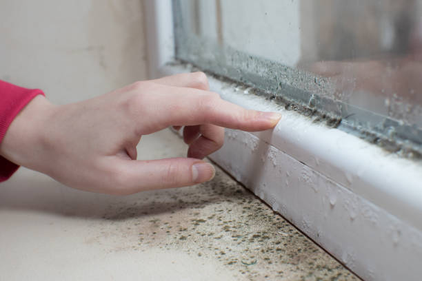 Best HVAC Mold Inspection and Cleaning  in Star, ID