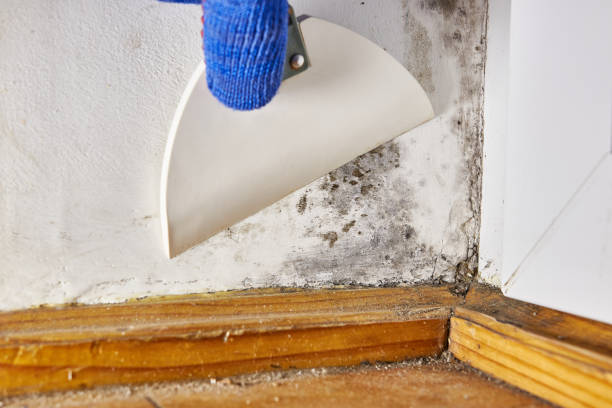 Best Mold Removal for HVAC Installations  in Star, ID